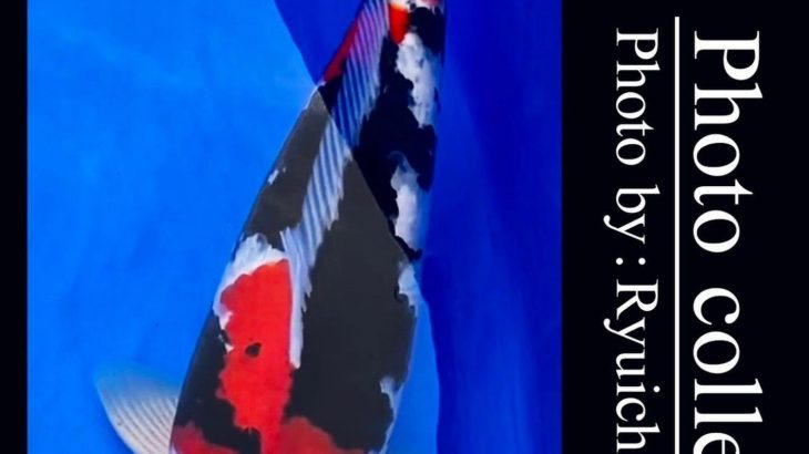JPD koi video photo collections