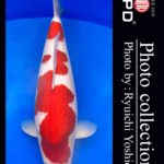 JPD koi video photo collections