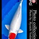 JPD koi video photo collections