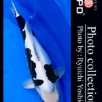 JPD koi video photo collections