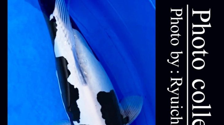 JPD koi video photo collections