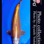 JPD koi video photo collections