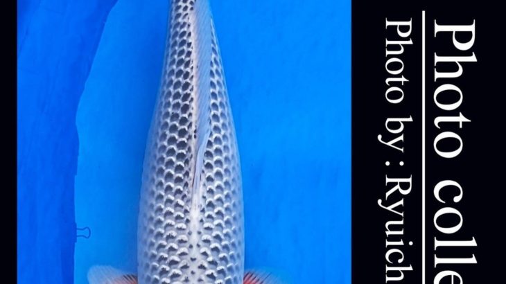 JPD koi video photo collections