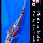 JPD koi video photo collections