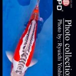 JPD koi video photo collections
