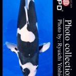 JPD koi video photo collections