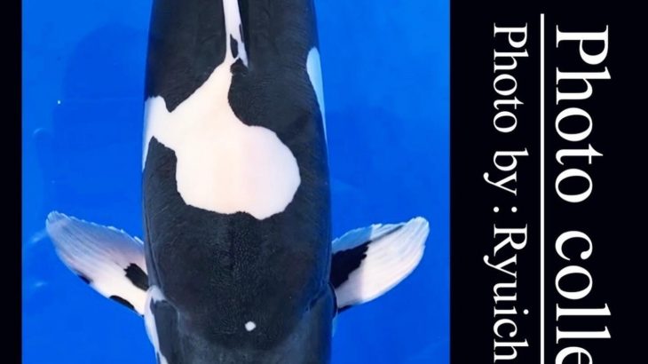 JPD koi video photo collections