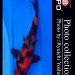 JPD koi video photo collections