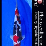 JPD koi video photo collections