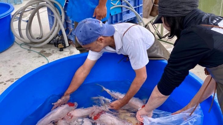 Torazo Urakawa koi farm 2 sai harvest  Attender JPD Nishida