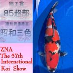 57thZNA International Koi Show 2021