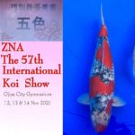 一般社団法人全日本愛鱗会第57回国際錦鯉品評会