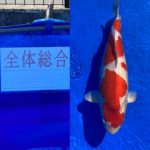 2021年11月7日 第14回九鱗会長崎県品評会