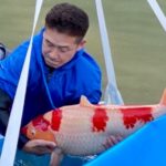 2021年11月23日 三好養鯉場メイン池上げ