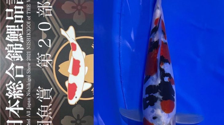 2021-18 December  The 52nd All Japan Nishikigoi Show 2021 NISHIKIGOI of THE WORLD