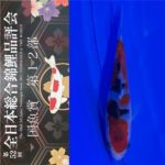 2021-18 December  The 52nd All Japan Nishikigoi Show 2021 NISHIKIGOI of THE WORLD