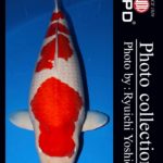 JPD Photo Collections