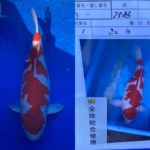 2021 28 November  Th 45 ZNA Chiba prefecture koi show