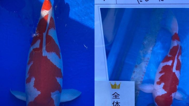 2021 28 November  Th 45 ZNA Chiba prefecture koi show