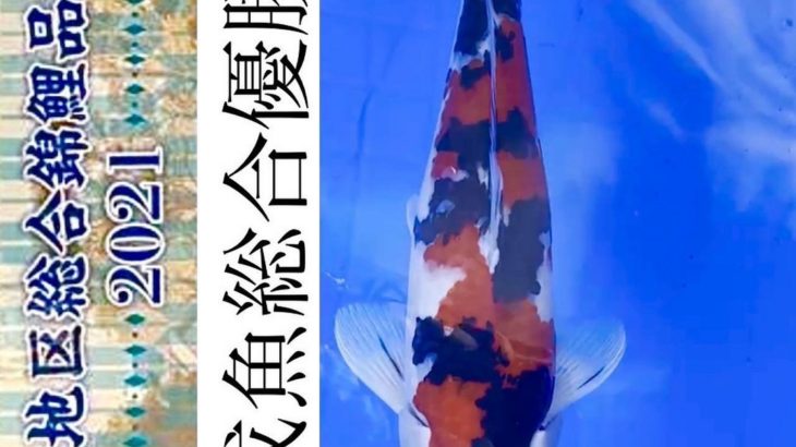 47th Shinkokai Kansai district koi Show