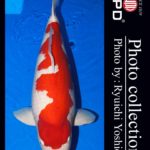 JPD Koi Photo Collections