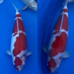 Narita koi farms Japan.