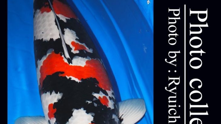 JPD Koi Photo Collections