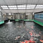 2021 Tokai District koi show
