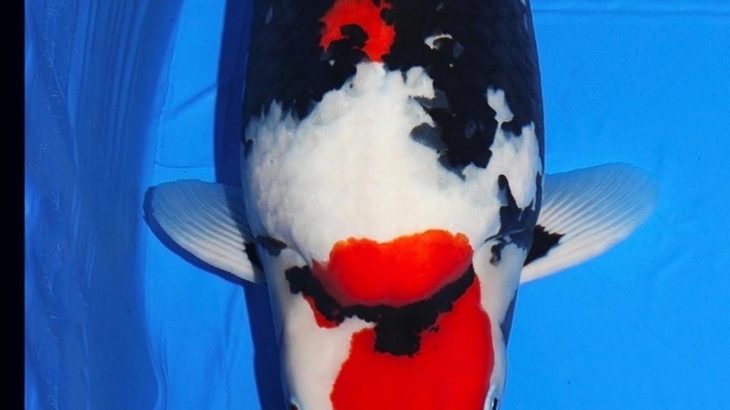 Narita koi farms Japan.