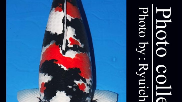 JPD Koi Photo Collections