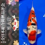 Dec 17-18, 2021 The 52nd All Japan Nishikigoi Show 2021 NISHIKIGOI of THE WORLD