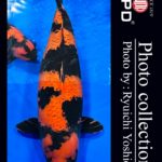 JPD Koi Photo Collections