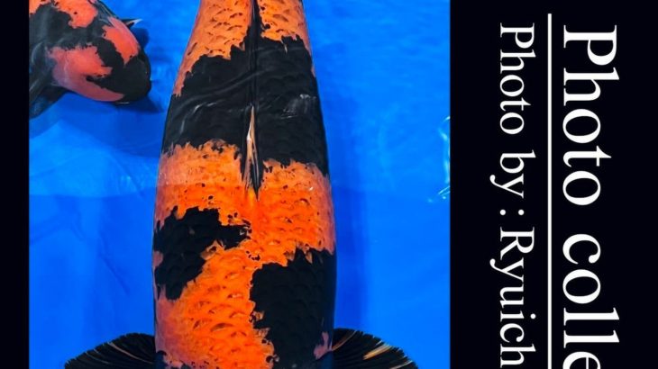 JPD Koi Photo Collections