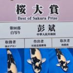 Sakura prize 2021 All Japan koi Show