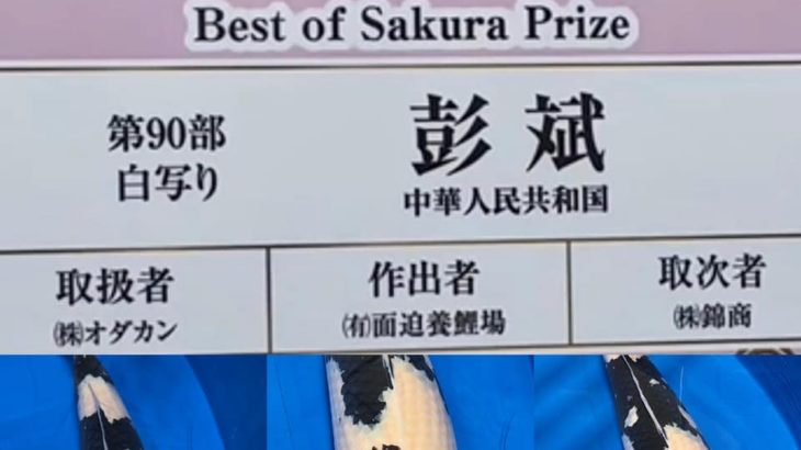 Sakura prize 2021 All Japan koi Show