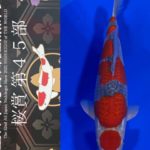 Sakura prize 2021 All Japan koi Show