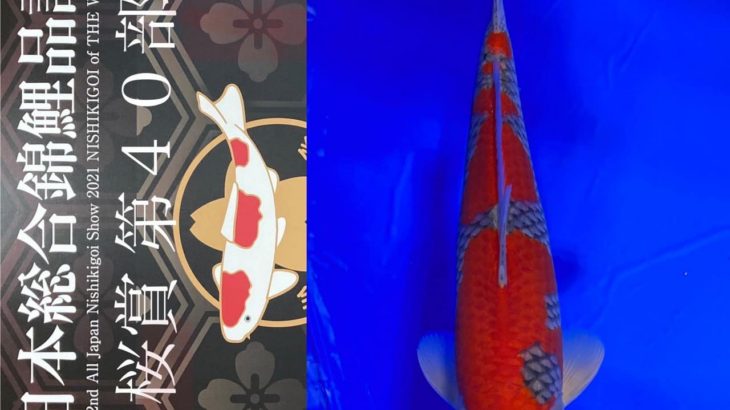 Sakura prize 2021 All Japan koi Show