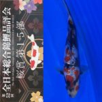Sakura prize 2021 All Japan koi Show