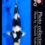 JPD Koi photo Video Collections
