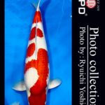 JPD Koi photo Video Collections