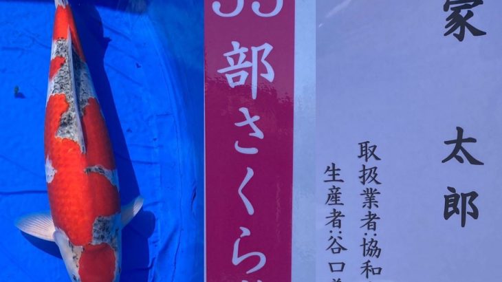 2022年4月9日ー10日 第13回千葉県若鯉品評会