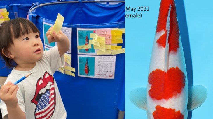 She got the 5 pieces koi at Narita koi farms Japan event !!!!