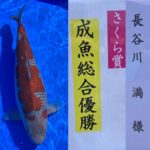 2022年4月9日ー10日 第13回千葉県若鯉品評会