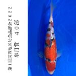 2022年5月15日 第1回関西地区幼魚品評会2022