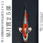 2022年5月15日 第1回関西地区幼魚品評会
