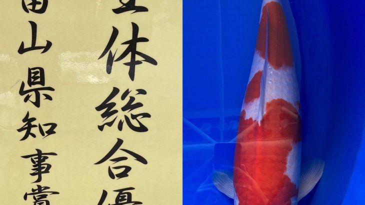 2022年5月15日 第17回 富山県錦鯉若鯉品評会