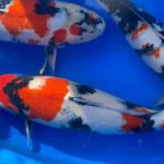 ZNA The 57th International  Koi Show 2021