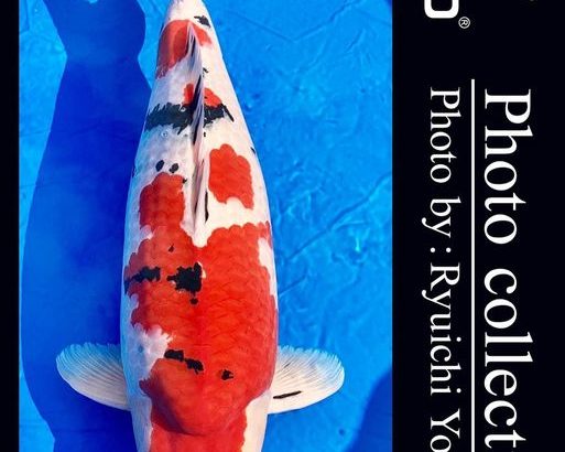 57th ZNA Grand Champion  2021年11月13・14日 全日本愛鱗会 第57回国際錦鯉品評会