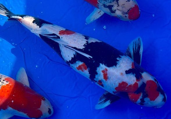 ZNA The 57th International  Koi Show 2021