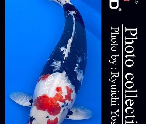 2021 Dainichi OB Kai